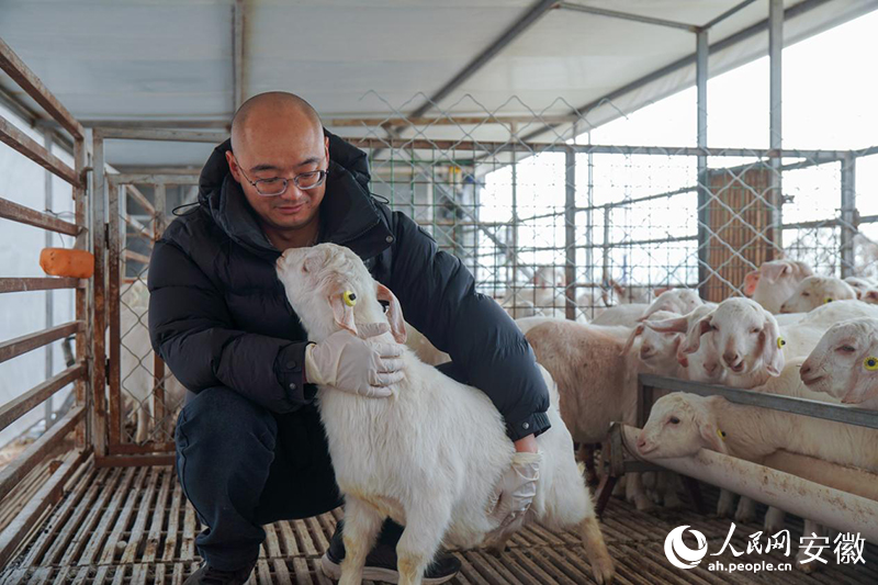 “羊博士”陳家宏和他培育的小羊們。人民網(wǎng)記者 陳若天攝