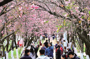 櫻花盛景吸引了眾多市民和游客前來賞花拍照 本組圖片除署名外 ■ 都市時報全媒體記者 唐芊 櫻花盛景吸引了眾多市民和游客前來賞花拍照 本組圖片除署名外 ■ 都市時報全媒體記者 唐芊