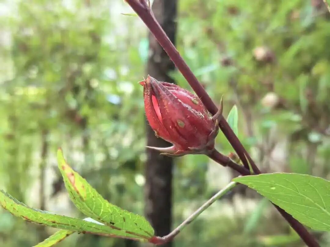 “玫瑰茄”的花萼。
