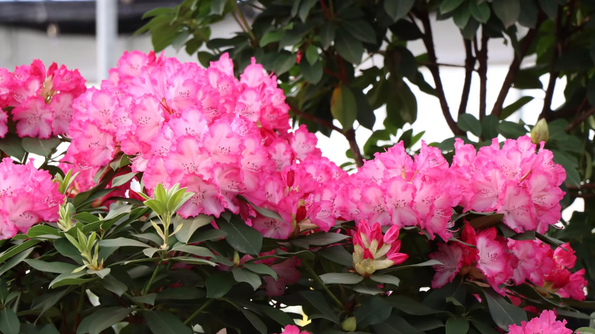 26018119967bbe5acfee1b5429922f5e_compress