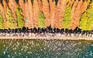 游客在滇池畔的海洪濕地公園喂紅嘴鷗。 新華社