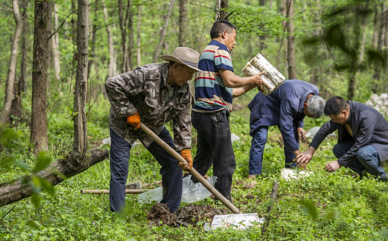 2025年4月16日，江西新余，仙女湖區(qū)河下鎮(zhèn)花園村林場，人們正在搬運(yùn)、栽植靈芝菌棒。