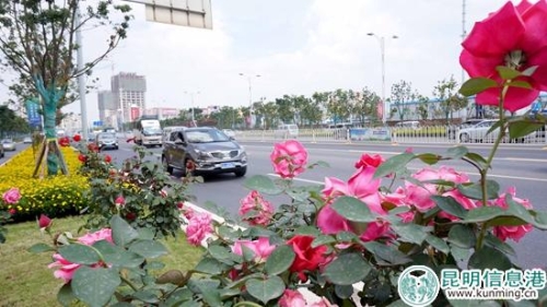 官渡：鮮花妝點(diǎn)大街小巷喜迎中秋國慶