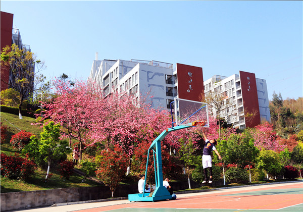 櫻花下的籃球 櫻花下的籃球