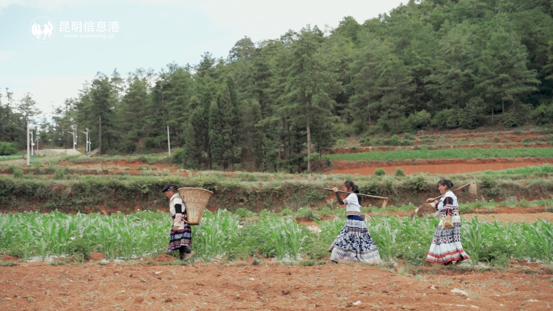 阿子營村支書正片.00_00_39_04.Still011