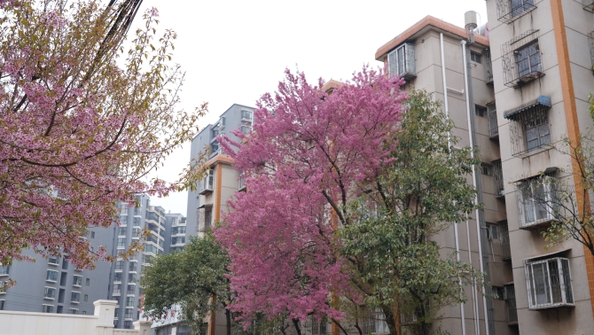 日新小區(qū)春意盎然 日新小區(qū)春意盎然