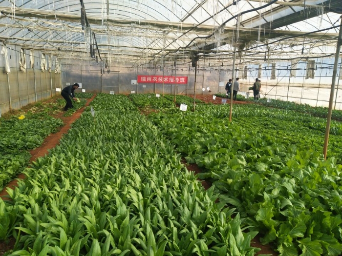 “產(chǎn)教融合 雙主體育人 校企合作”瑞雨農(nóng)班收獲(一) “產(chǎn)教融合 雙主體育人 校企合作”瑞雨農(nóng)班收獲(一)