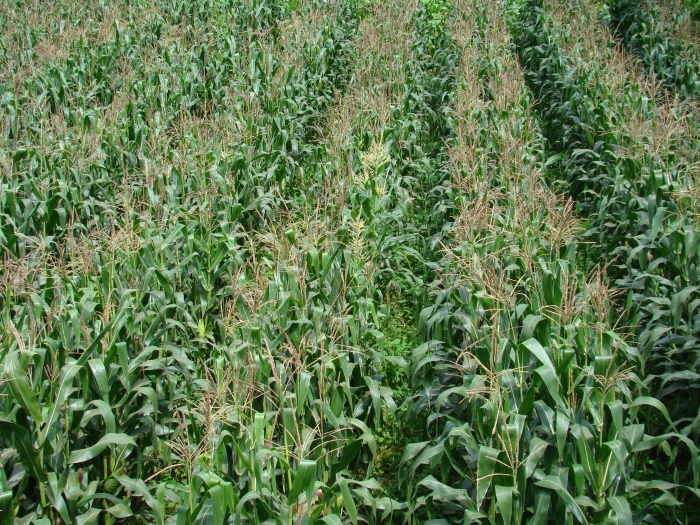 校企合作玉米育種 校企合作玉米育種