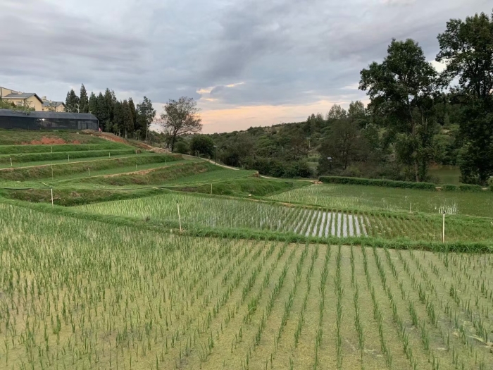 院所合作水稻育種 院所合作水稻育種