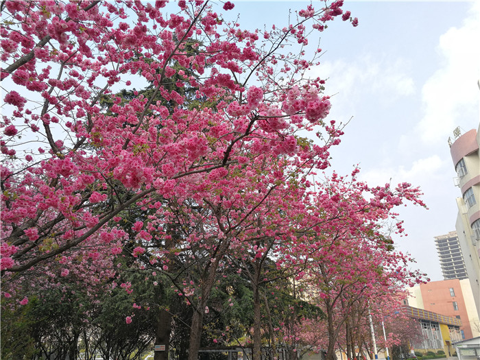 櫻花大道1 櫻花大道1