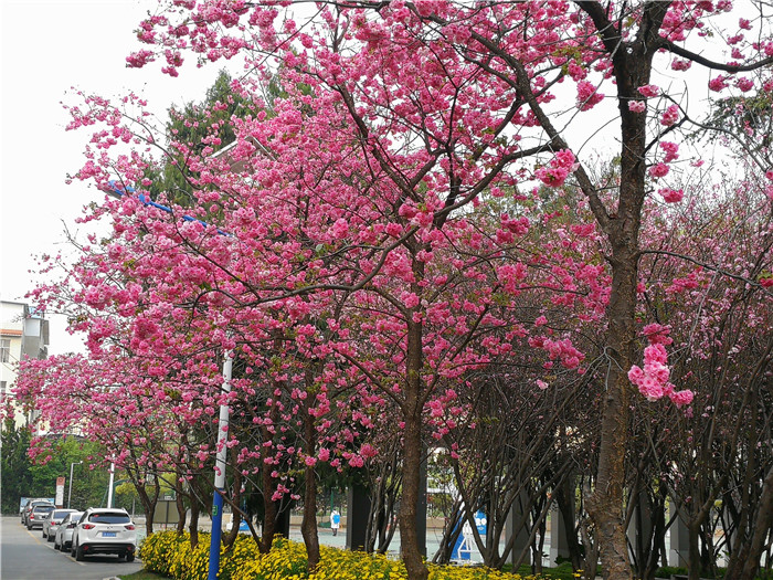 櫻花大道2 櫻花大道2