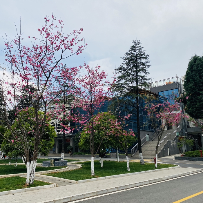 校園風(fēng)光6