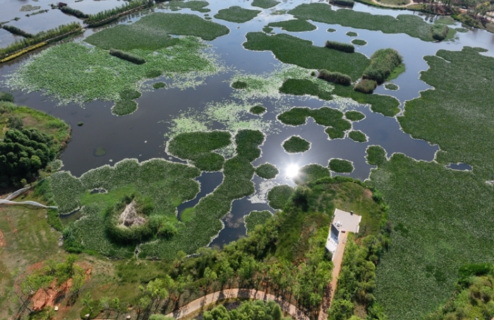 1五甲塘濕地公園  王正鵬 攝2023.5.23 DJI_0878 (5)