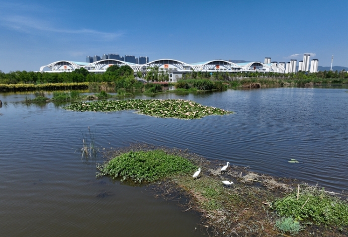 1五甲塘濕地公園  王正鵬 攝2023.5.23 DJI_0878 (12)