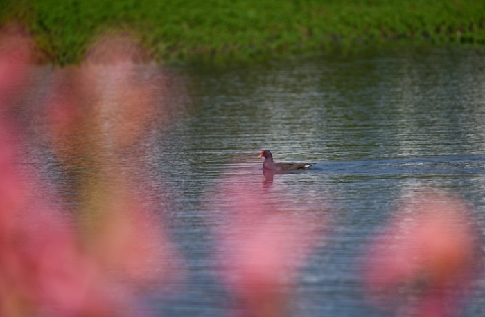 1五甲塘濕地公園  王正鵬 攝2023.5.23 DJI_0878 (13)