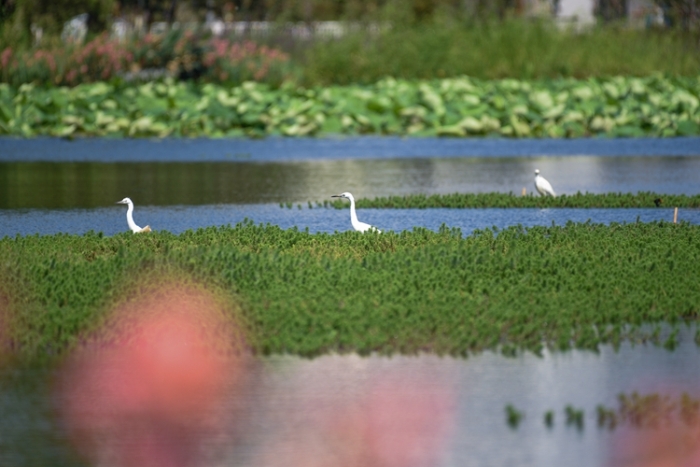 1五甲塘濕地公園  王正鵬 攝2023.5.23 DJI_0878 (14)