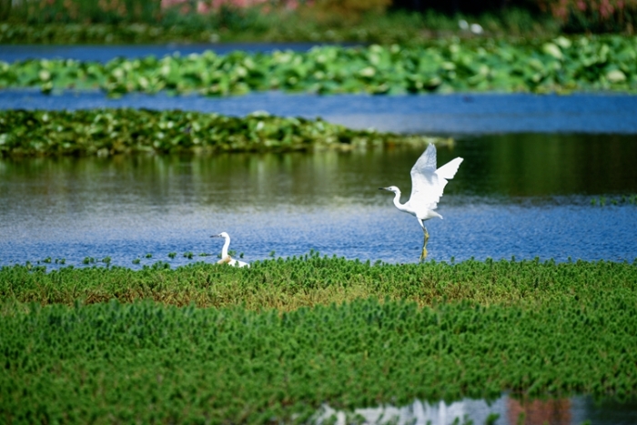 1五甲塘濕地公園  王正鵬 攝2023.5.23 DJI_0878 (15)