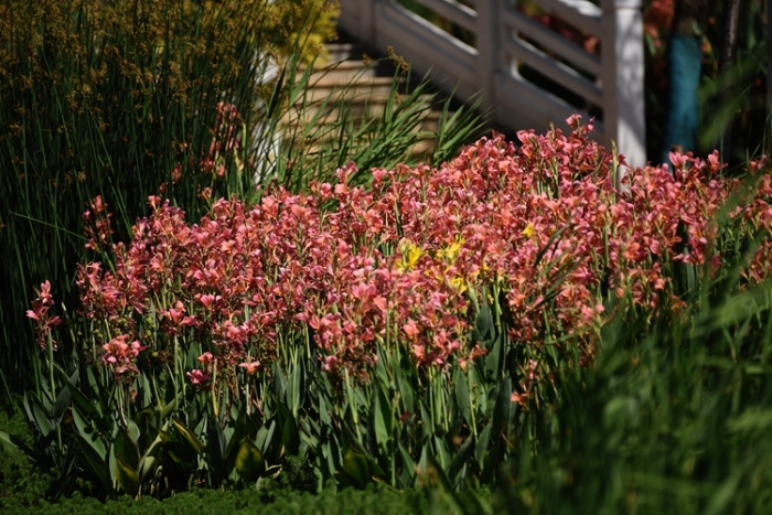 1五甲塘濕地公園  王正鵬 攝2023.5.23 DJI_0878 (18)