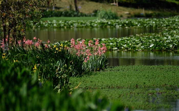 1五甲塘濕地公園  王正鵬 攝2023.5.23 DJI_0878 (19)
