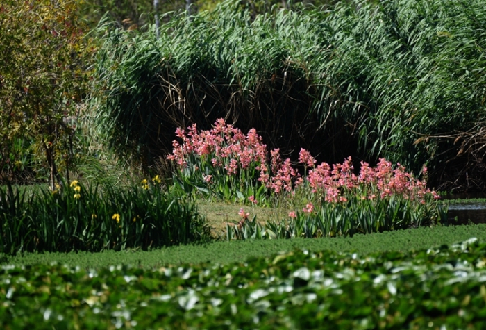 1五甲塘濕地公園  王正鵬 攝2023.5.23 DJI_0878 (20)