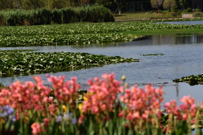 1五甲塘濕地公園  王正鵬 攝2023.5.23 DJI_0878 (22)