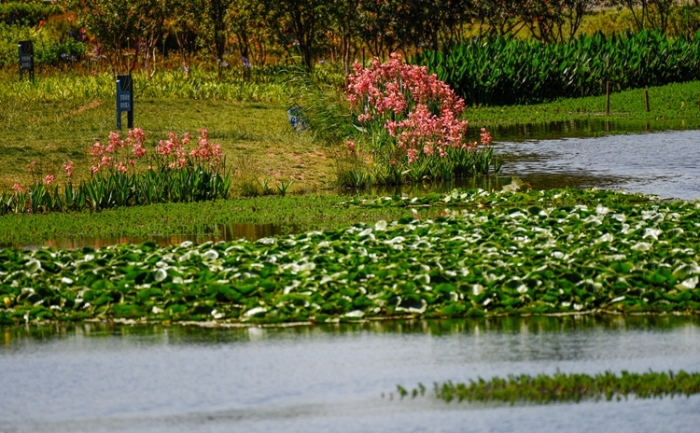 1五甲塘濕地公園  王正鵬 攝2023.5.23 DJI_0878 (27)