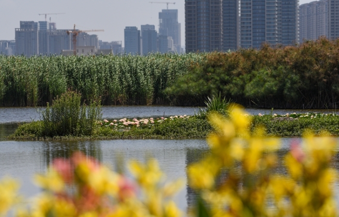 1五甲塘濕地公園  王正鵬 攝2023.5.23 DJI_0878 (30)