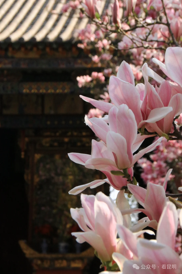 微信圖片_2026-01-21_153629_045